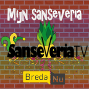 Mijn Sanseveria