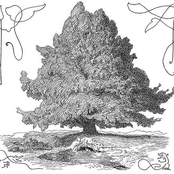 A Tree Song