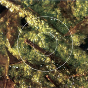 The Nature Of Systems