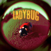 Jutes: Ladybug