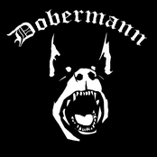 Dobermann