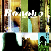 Bonobo: Animal Magic