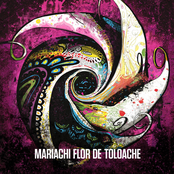 Mariachi Flor de Toloache: Mariachi Flor De Toloache