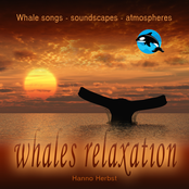 Whales relaxation