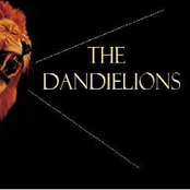 the dandielions