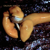 Calcium Status