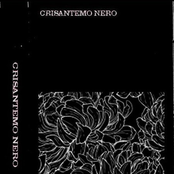 Crisantemo Nero