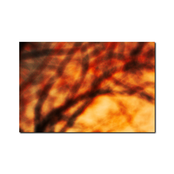 Foliage I