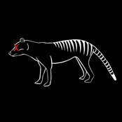 Thylacine