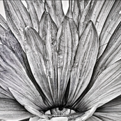 Flowers blooming under the white wall