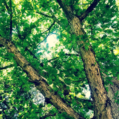 roses, violets, hell