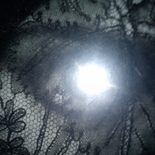 Six Dead Orchids in an Eagle's Talons