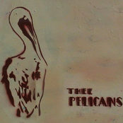 thee pelicans