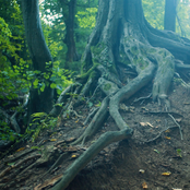 Gödör/Szélnek eresztett - Single