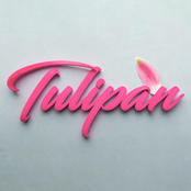 Tulipan