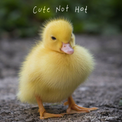 Cute Not Hot