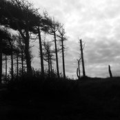 The Indestructibility Of The Already Felled