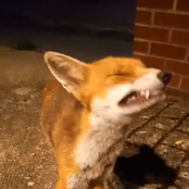 guitar for your new label