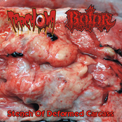 Stench Of Deformed Carcass