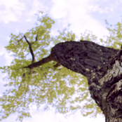 Light on the Horizon