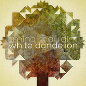 White Dandelion