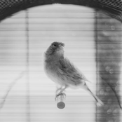 Love, If You Love Me, Lie Beside Me Now