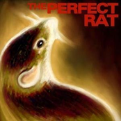 the perfect rat