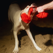 Punk Crush: Favorite Dogs