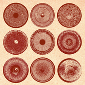 Ensemble Nist-Nah: Spilla