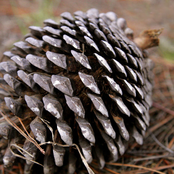 the lone pine cones