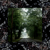 Natural Selections: Back To The Undergrowth