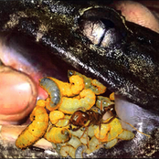 Ant Vs Frog (Formicidae vs Phyllomedusa)