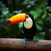 Sonidos de Pajaros