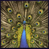 Slight Return by The Bluetones