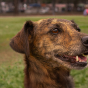 Nada será como era antes