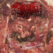 Splattering 34 Tracks Vomitnoise Sessions