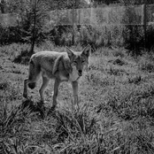 Coyote - Single
