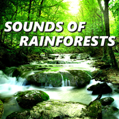Sounds of Rainforests