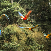 Amazon Jungle Sounds