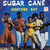 sugar cane