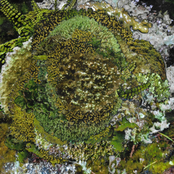 Never Fret, Never Fail