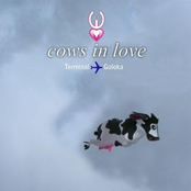 cows in love