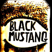 Black Mustangs