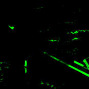 Night on the Galactic Railroad