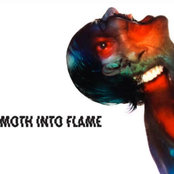 Moth Into Flame