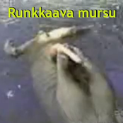 runkkaava mursu