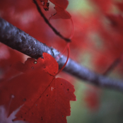 Many Names, Many Voices