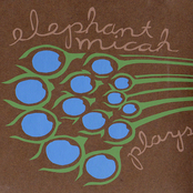 Plays the Songs of the Bible Birds