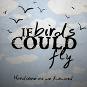 If Birds Could Fly: Handsome As We Are Awkward