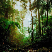 Calming Rainforest Paradise